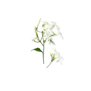 Lancôme Lancome O De Lancome Online